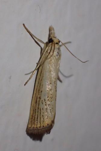 Réf. 221 678 : Agriphila straminella